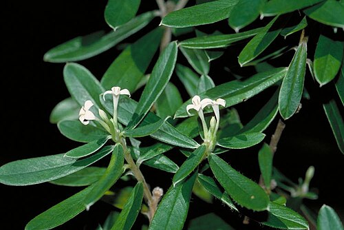 Pimelea latifolia: Pimelea latifolia subsp. latifolia