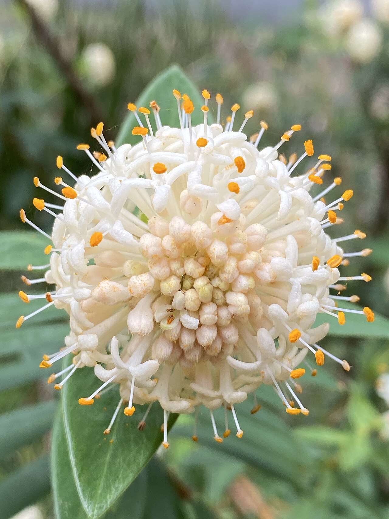 Pimelea ligustrina: Pimelea ligustrina subspecies hypericina growing in bushland near Robertson
