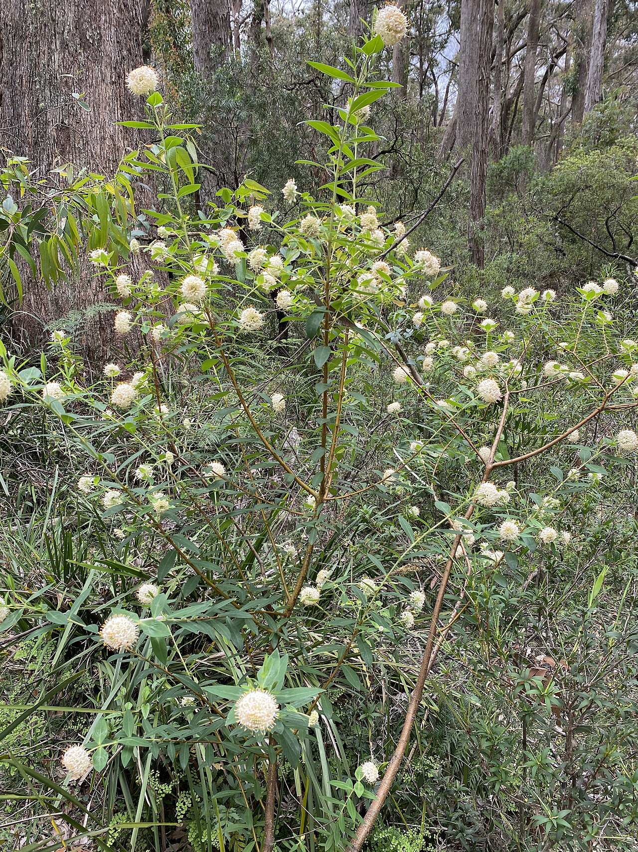Pimelea ligustrina: Pimelea ligustrina subsp. hypericina growing in bushland near Robertson
