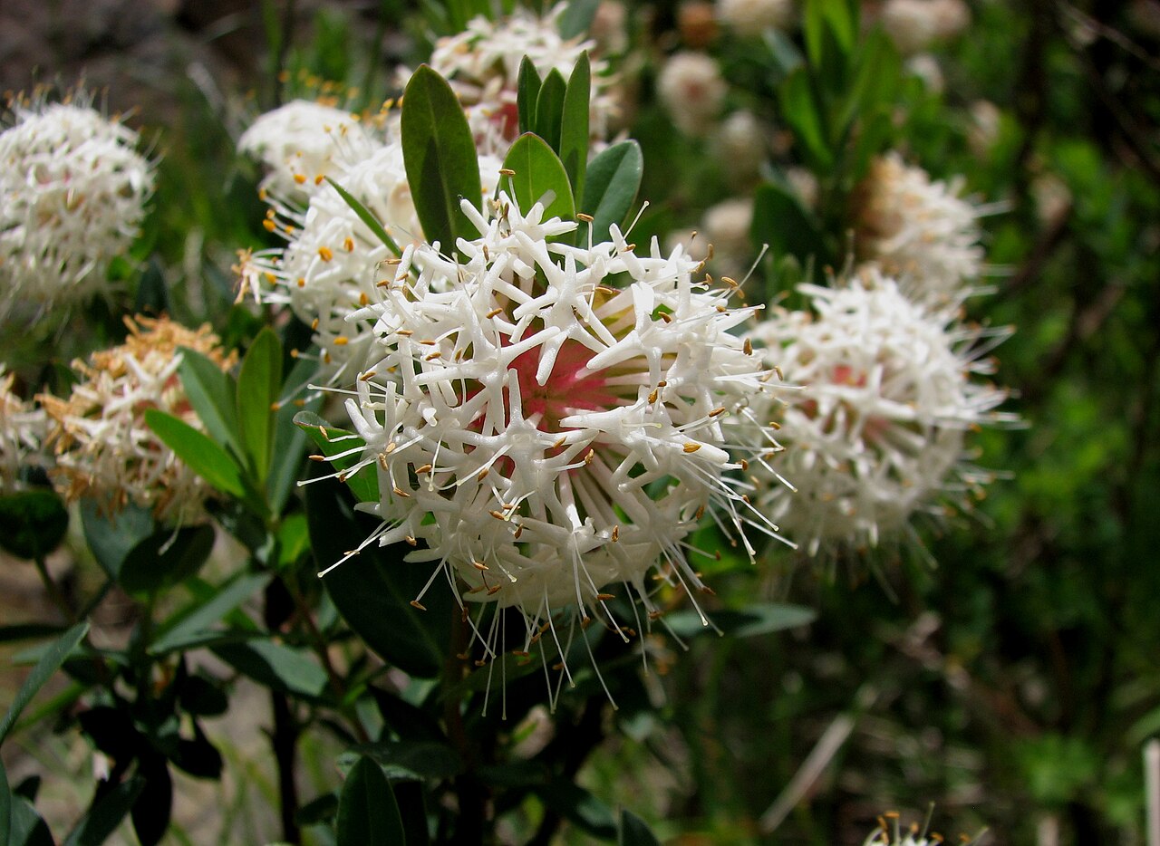 Pimelea ligustrina: Pimelea ligustrina subsp. ciliata , Mount Hotham, Victoria, Australia