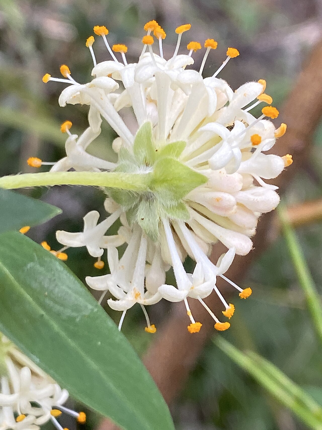 Pimelea ligustrina: Pimelea ligustrina subsp. hypericina growing in bushland near Robertson