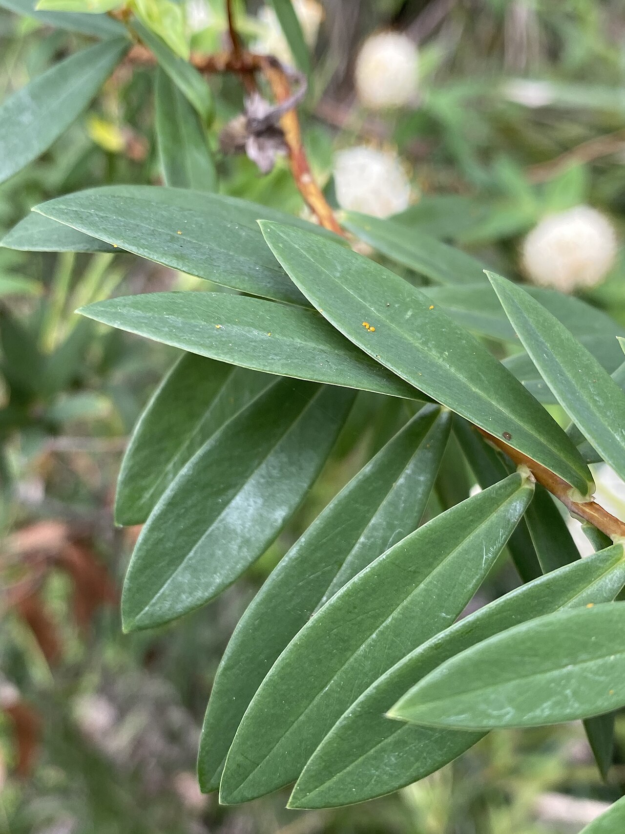 Pimelea ligustrina: Pimelea ligustrina subsp. hypericina growing in bushland near Robertson