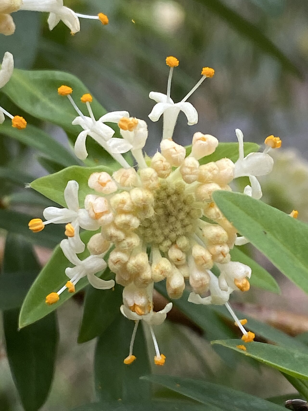 Pimelea ligustrina: Pimelea ligustrina subsp. hypericina growing in bushland near Robertson