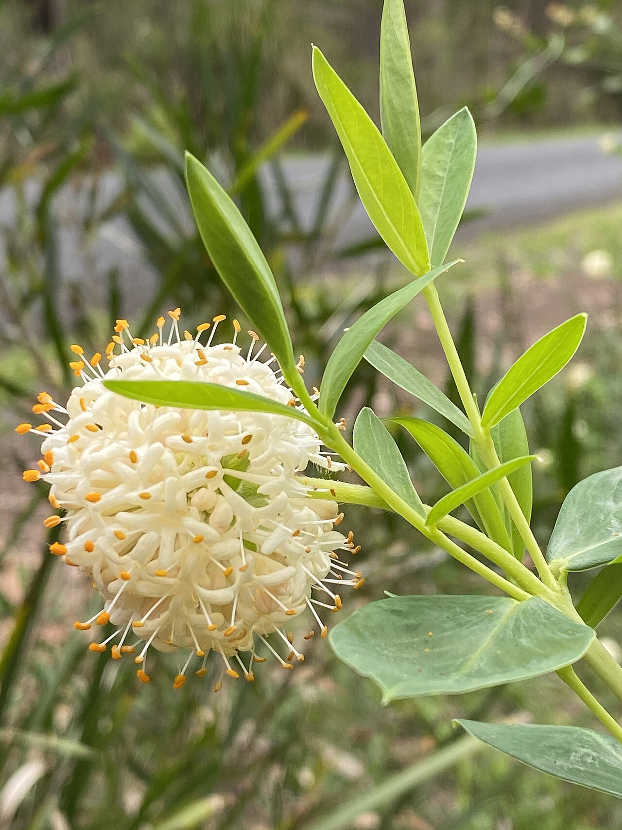 Pimelea ligustrina: Pimelea ligustrina subsp. hypericina growing in bushland near Robertson