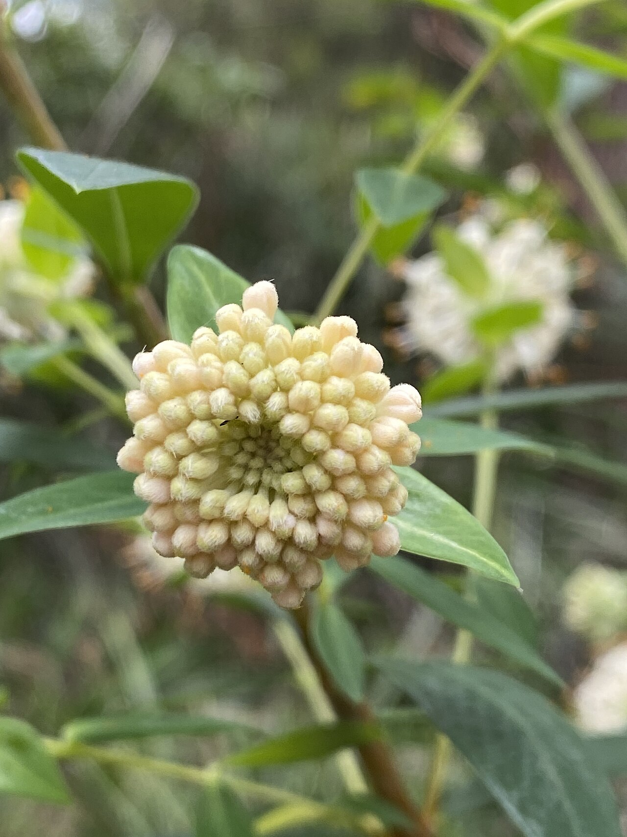 Pimelea ligustrina: Pimelea ligustrina subsp. hypericina growing in bushland near Robertson