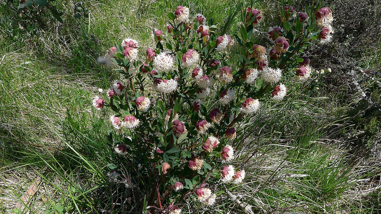 Pimelea ligustrina: Rice-flower, Pimelea ligustrina subsp. ciliata , habit. Dargo High Plains, VIC Australia December 2012.