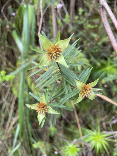 Pimelea linifolia (Pimelea linifolia)
