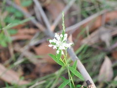 Pimelea linifolia (Pimelea linifolia)