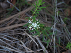 Pimelea linifolia (Pimelea linifolia)