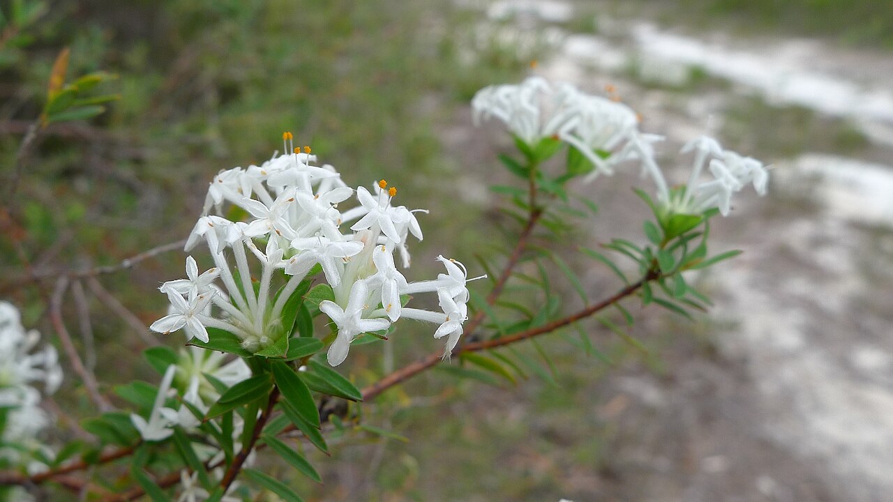 Pimelea linifolia: Slender Rice-flower, Pimelea linifolia ssp linifolia . Limeburners Creek National Park, NSW Australia, December 2013.