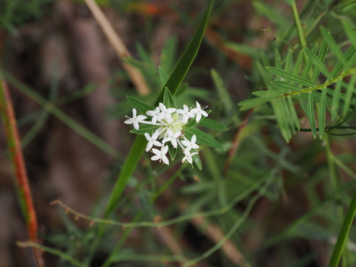 Pimelea linifolia (Pimelea linifolia)