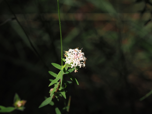 Pimelea linifolia (Pimelea linifolia)