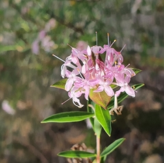 Pimelea linifolia (Pimelea linifolia)