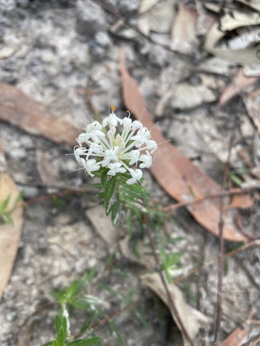 Pimelea linifolia (Pimelea linifolia)