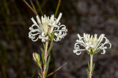 Pimelea longiflora (Pimelea longiflora)
