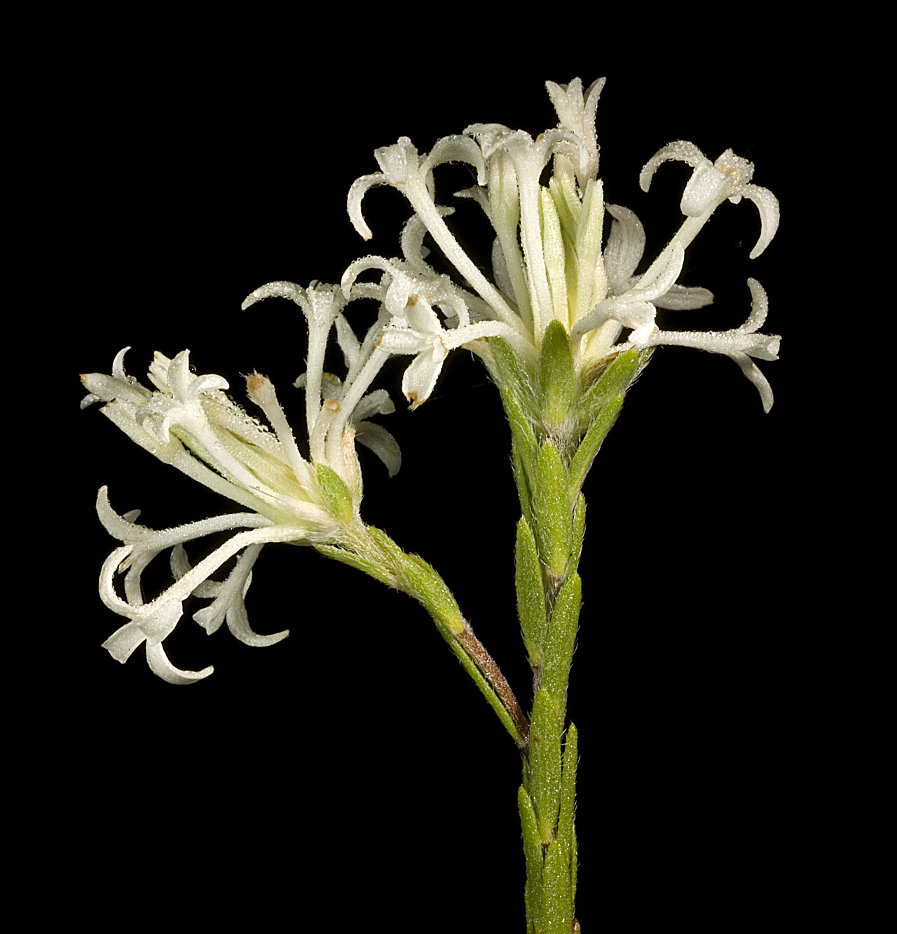 Pimelea longiflora: KRT3466