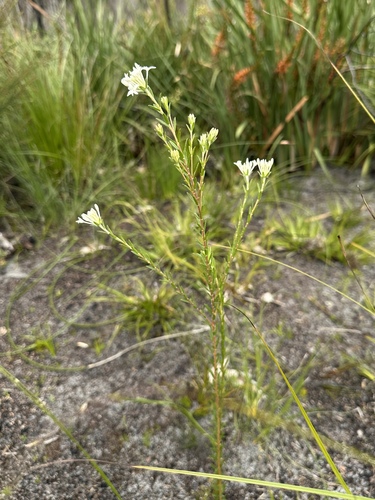 Pimelea longiflora (Pimelea longiflora)