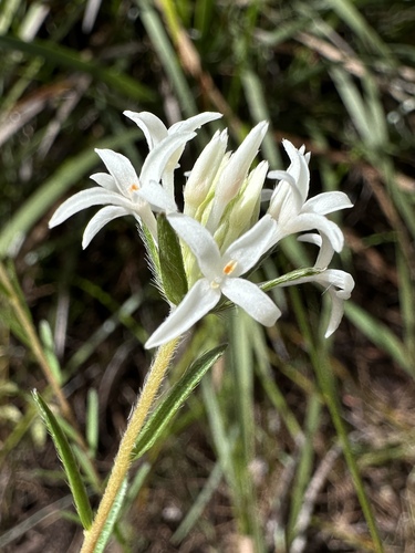 Pimelea longiflora (Pimelea longiflora)