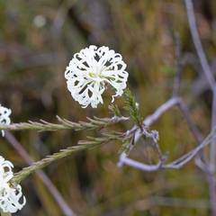 Pimelea longiflora (Pimelea longiflora)