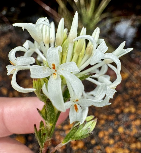 Pimelea longiflora (Pimelea longiflora)