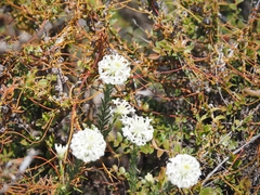 Pimelea longiflora (Pimelea longiflora)