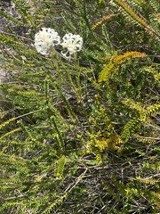 Pimelea longiflora (Pimelea longiflora)