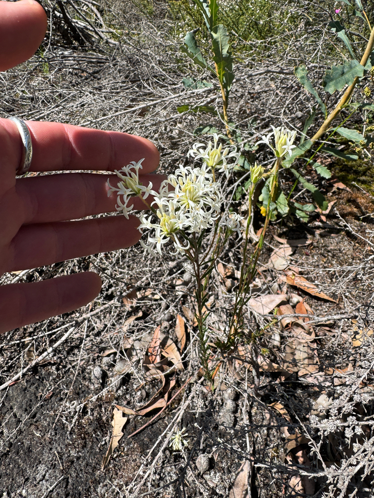 Pimelea longiflora (Pimelea longiflora)