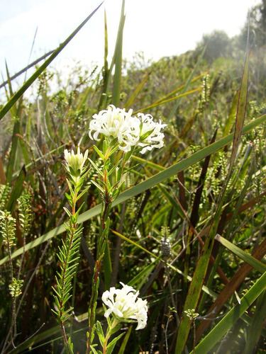 Pimelea longiflora (Pimelea longiflora)