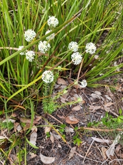 Pimelea longiflora (Pimelea longiflora)