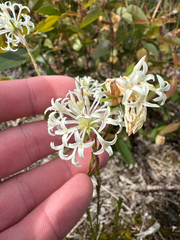 Pimelea longiflora (Pimelea longiflora)