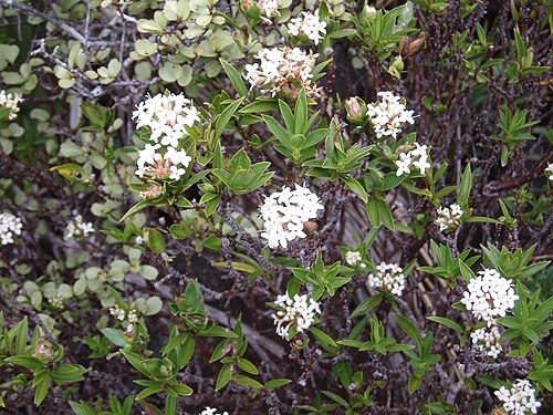 Pimelea longifolia (Pimelea longifolia)