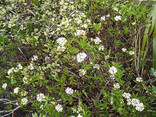 Pimelea longifolia (Pimelea longifolia)