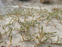 Pimelea lyallii (Pimelea lyallii)