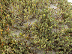 Pimelea lyallii (Pimelea lyallii)