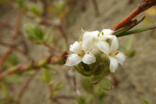 Pimelea lyallii (Pimelea lyallii)