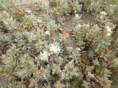 Pimelea lyallii (Pimelea lyallii)