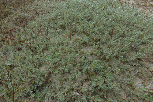 Pimelea lyallii (Pimelea lyallii)