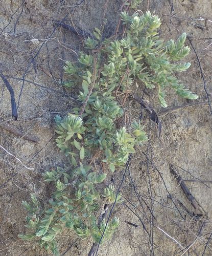 Pimelea lyallii (Pimelea lyallii)