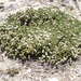 Pimelea lyallii (Pimelea lyallii)