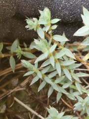 Pimelea lyallii (Pimelea lyallii)