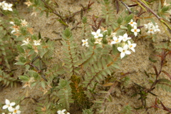 Pimelea lyallii (Pimelea lyallii)