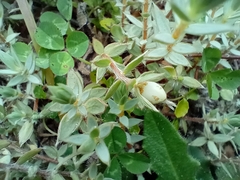 Pimelea lyallii (Pimelea lyallii)