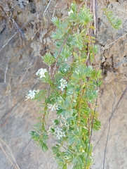 Pimelea lyallii (Pimelea lyallii)