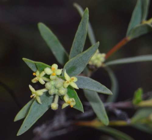 Pimelea microcephala (Pimelea microcephala)
