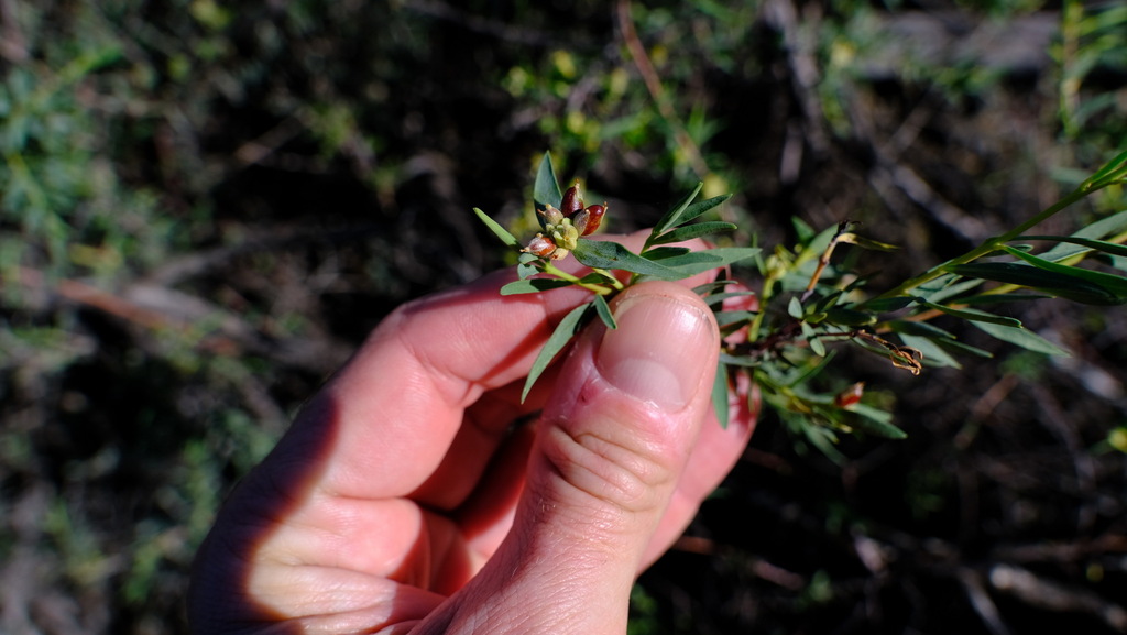 Pimelea microcephala (Pimelea microcephala)