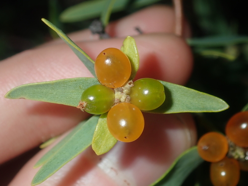 Pimelea microcephala (Pimelea microcephala)
