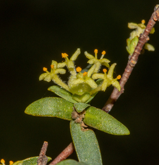 Pimelea microcephala (Pimelea microcephala)