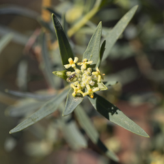 Pimelea microcephala (Pimelea microcephala)