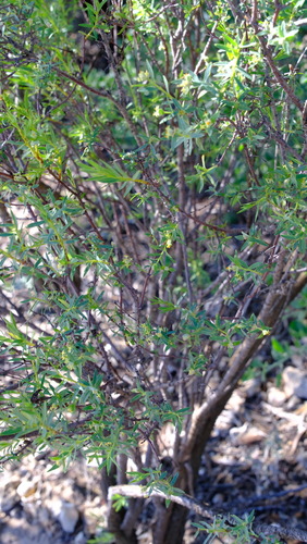 Pimelea microcephala (Pimelea microcephala)