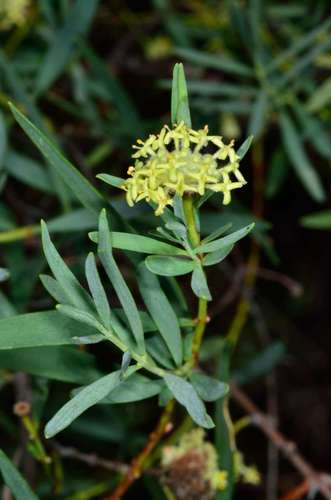 Pimelea microcephala (Pimelea microcephala)